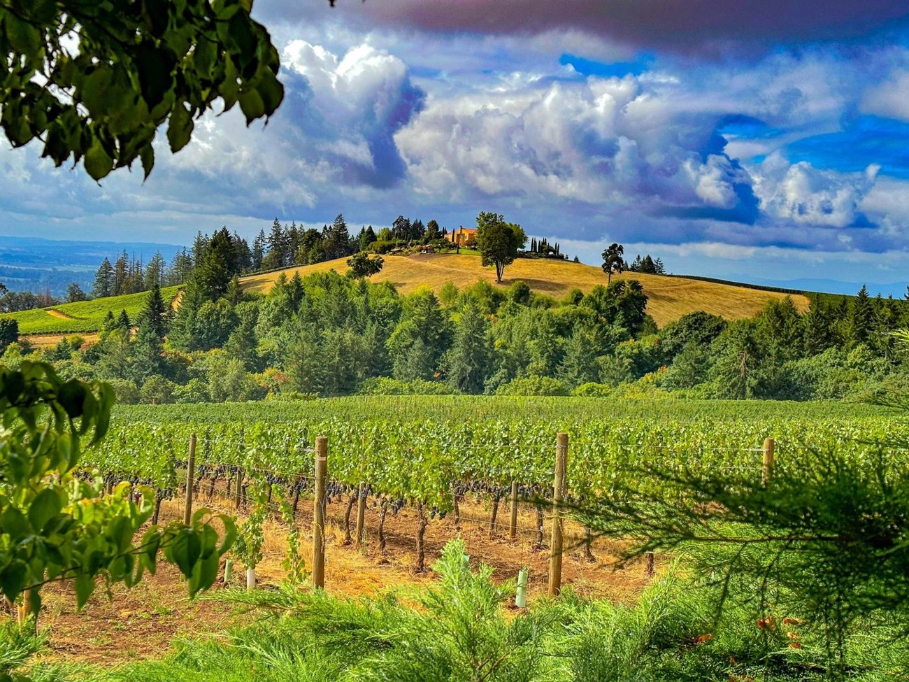 Vineyard rows and woodland on rolling hills under a cloudy sky.